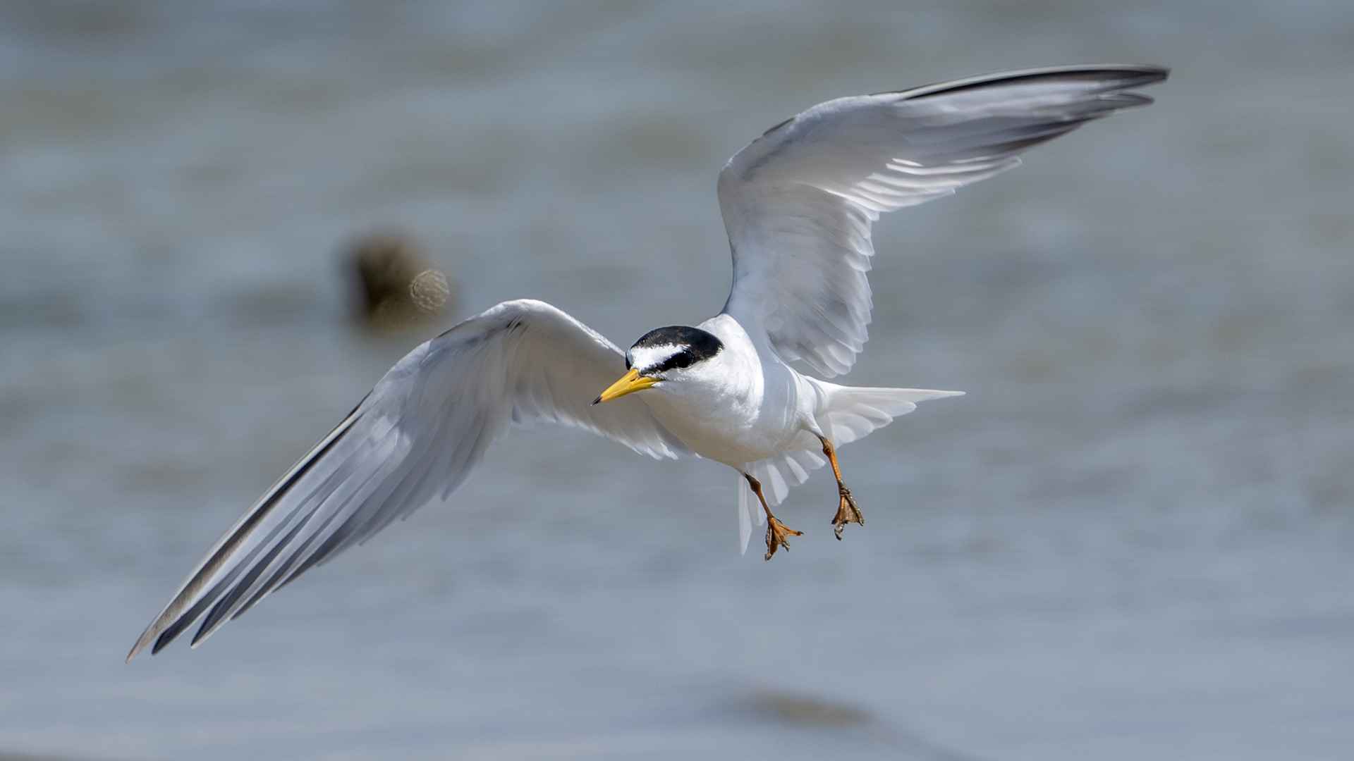 Little Tern
